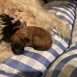 Girl 2 - Lowchen puppy in California from Angel Pups
