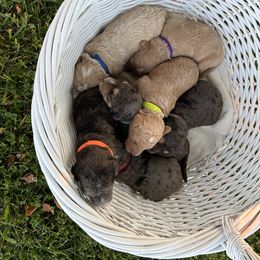 Sheepadoodle Puppies from Sarah Pearl’s Mini Sheepadoodles