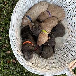 Sheepadoodle Puppies from Sarah Pearl’s Mini Sheepadoodles