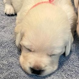 Girl 1 - Labrador Retriever puppy from Texas Bluebonnet Labs