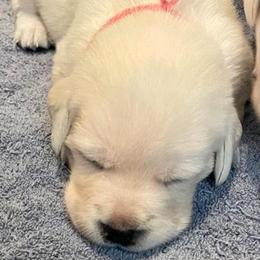 Girl 1 - Labrador Retriever puppy from Texas Bluebonnet Labs