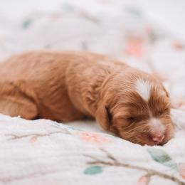 Fuscia Girl - Red female Cavapoo puppy in Mckinney, Texas from Doodles of North Tx