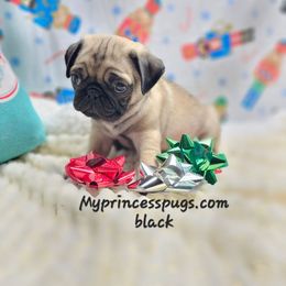 Black collar - Fawn male Pug puppy in Kodak, Tennessee from My Princess Pugs