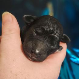 Yellow - Blue female Bedlington Terrier puppy in Rincon, Georgia from Prismic Bedlington Terriers