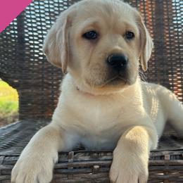 Dark pink - Yellow female Labrador Retriever puppy in Wilson’s, Virginia from Cedar Hill Farm Labradors