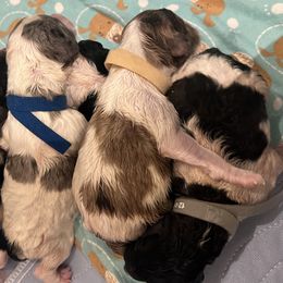 Tan collar boy - male Newfypoo puppy in Fairfield, California from Twin Sisters Doodles