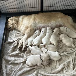 Male 3 - Light golden male Golden Retriever puppy in Rainier, Washington from Hanson’s NW Goldens & Doodles