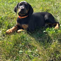 Doberman Pinscher Puppies from Jensen Dobermans