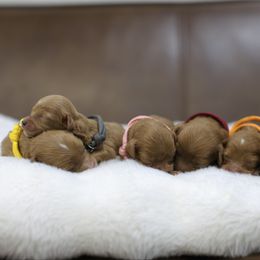 Cavapoo puppies from Dulcito Doodles