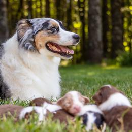 Australian Shepherd puppies from Sherie's Australian Shepherds