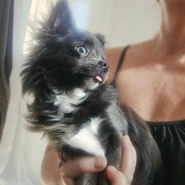 AKC Blue Girl xxs - Blue female Chihuahua puppy in Brooklyn, New York from Nadezhda's Chihuahuas