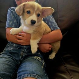 Orange Collar Male - Red male Pembroke Welsh Corgi puppy in Tenino, Washington from LoneStar Corgis NW