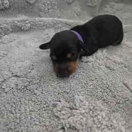 Purple - Black and tan female Dachshund puppy in Mulberry, Florida from J's Mini Dachshunds