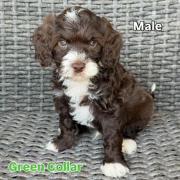 Green Collar - Chocolate male Goldendoodle puppy in Kingwood, Texas from Kingwood Goldendoodles