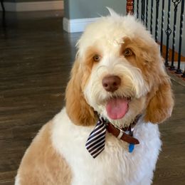 Charlie - Australian Labradoodle