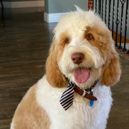 Charlie - Australian Labradoodle