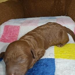 Carl - Red male Cavapoo puppy in Dallas, Texas from Halo's Heroes Doodles