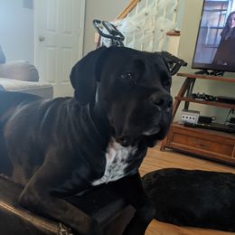 Lucy - Cane Corso