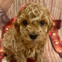 Elsa - Apricot female Aussiedoodle puppy in Idabel, Oklahoma from Kay Kay’s Poodles & Doodles