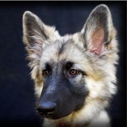 Shiloh Shepherd Puppies from Echo Shilohs