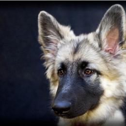 Shiloh Shepherd Puppies from Echo Shilohs