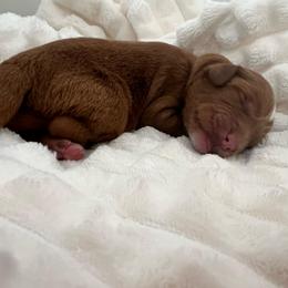 Sailor - Red  female Goldendoodle puppy in Apopka, Florida from The Classic Doodle