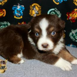 Ranger - Red tri male Miniature Australian Shepherd puppy in El Dorado Springs, Missouri from HP Aussie Kennels