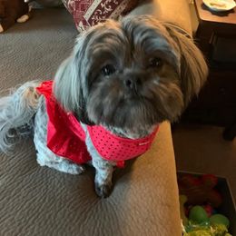 Shihpoo and Shih Tzu All Grown Up from SweetTee's Shih Tzus LLC