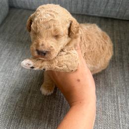 Yankee - Cream male Goldendoodle puppy in Spring Hill, Florida from OHDoodles FL
