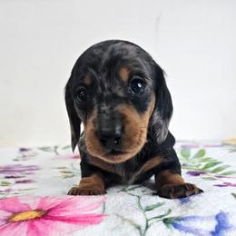 Black and tan dapple male (Blue) 3208.56 - Dapple male Dachshund puppy in Belle Rive, Illinois from Akin's Miniature Dachshunds, LLC