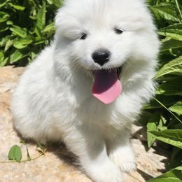 Samoyed Puppies from Rocky Mountain Samoyeds