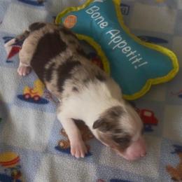 Phoenix - Red merle male Australian Shepherd puppy in Cypress, Texas from Cypress Aussies