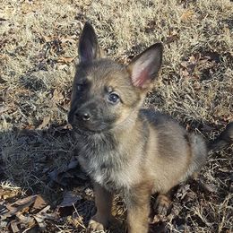 German Shepherd Puppies from My K9 Guardian
