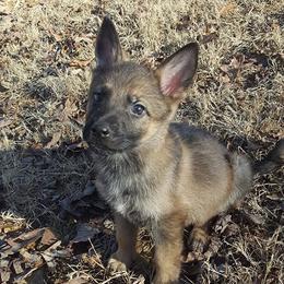 German Shepherd Puppies from My K9 Guardian