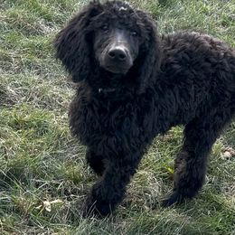 Purple - Poodle puppy from Grandview Farm