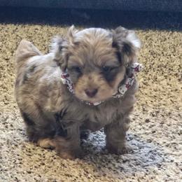 Boy 3 - Brown merle male Aussiedoodle puppy in Junction, Utah from Sugar Doodles