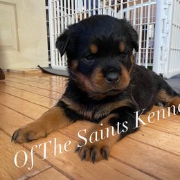 Girl 3 - Monica - Black and mahogany Rottweiler puppy in Linthicum, Maryland from Of The Saints Kennels