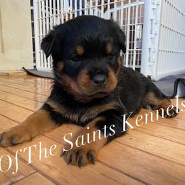 Girl 3 - Monica - Black and mahogany Rottweiler puppy in Linthicum, Maryland from Of The Saints Kennels