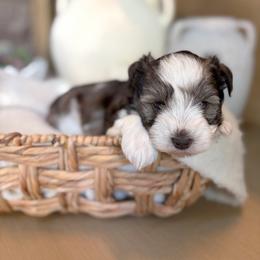 Effie - Parti female Miniature Schnauzer puppy in Calera, Alabama from Tuck’s Farmstead
