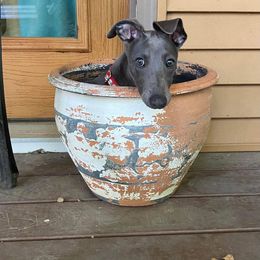 Whippet All Grown Up from Timbreblue Whippets