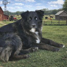 Zara - Blue merle female Miniature Australian Shepherd puppy in Orrtanna, Pennsylvania from Mountain Top Shepherd's