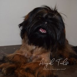 Freydis - Shih Tzu