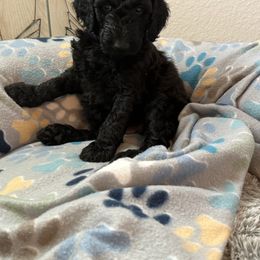 Goldendoodle Puppies from Daisy’s Doodles