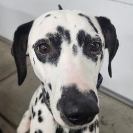 Anala - Dalmatian