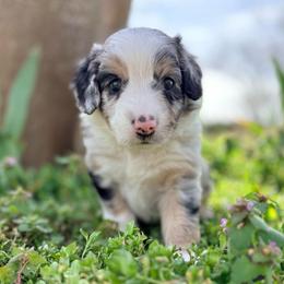 Daisy (AKC and ASDR) - Blue merle female Miniature American Shepherd puppy in Stockton, Missouri from Kizmit Farmz