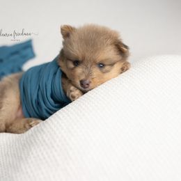 Pomsky Puppies from Florida Pomskies
