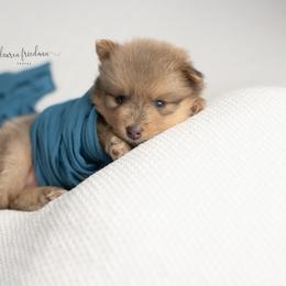 Pomsky Puppies from Florida Pomskies