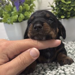 Black-Tan AKC Girl - Black and tan female Dachshund puppy in Ladson, South Carolina from Funk's Four-Legged Friends