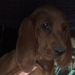 Redbone Coonhound Puppies from Shannon Family Redbone Coonhounds