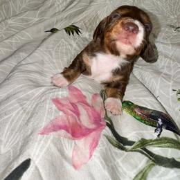 AKC male 2 - Chocolate and tan male Dachshund puppy in Knoxville, Tennessee from Thea's Puppies
